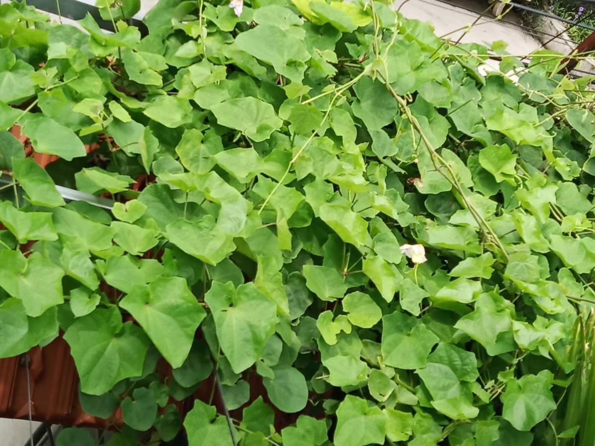 نينه بينه Green Space Homestay المظهر الخارجي الصورة